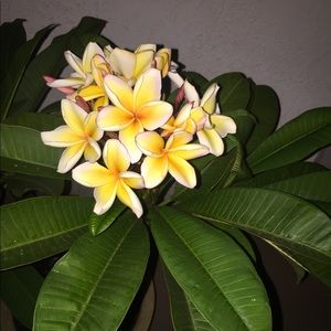 Meet your Posher, Violet